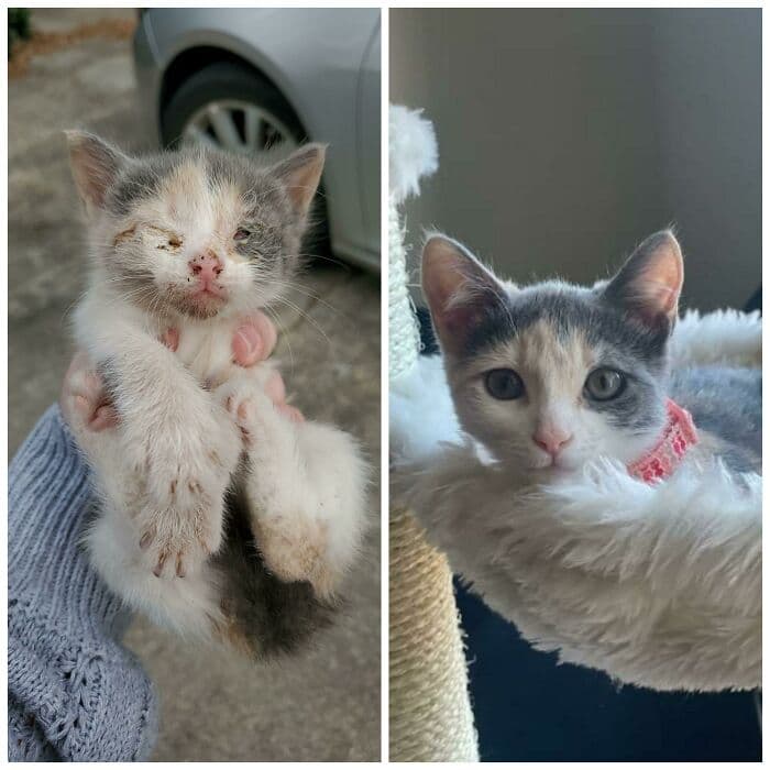 30 Abolutly Addorable Pictures Of Cats Before And After They Were Rescued