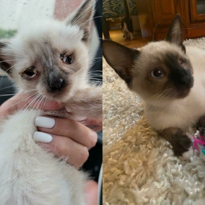 30 Abolutly Addorable Pictures Of Cats Before And After They Were Rescued