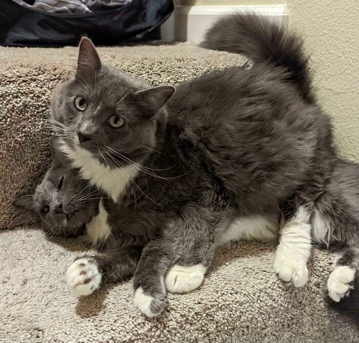 30 SoulHealing Pics Of Rescue Pets In Their New Homes 