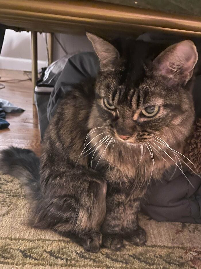 30 SoulHealing Pics Of Rescue Pets In Their New Homes 