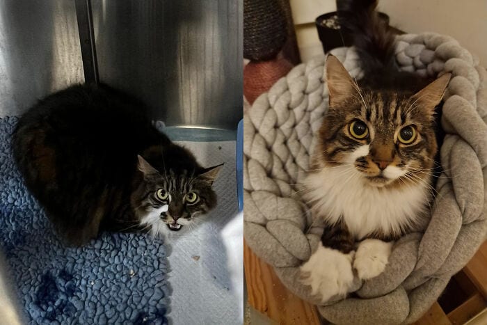 30 SoulHealing Pics Of Rescue Pets In Their New Homes 