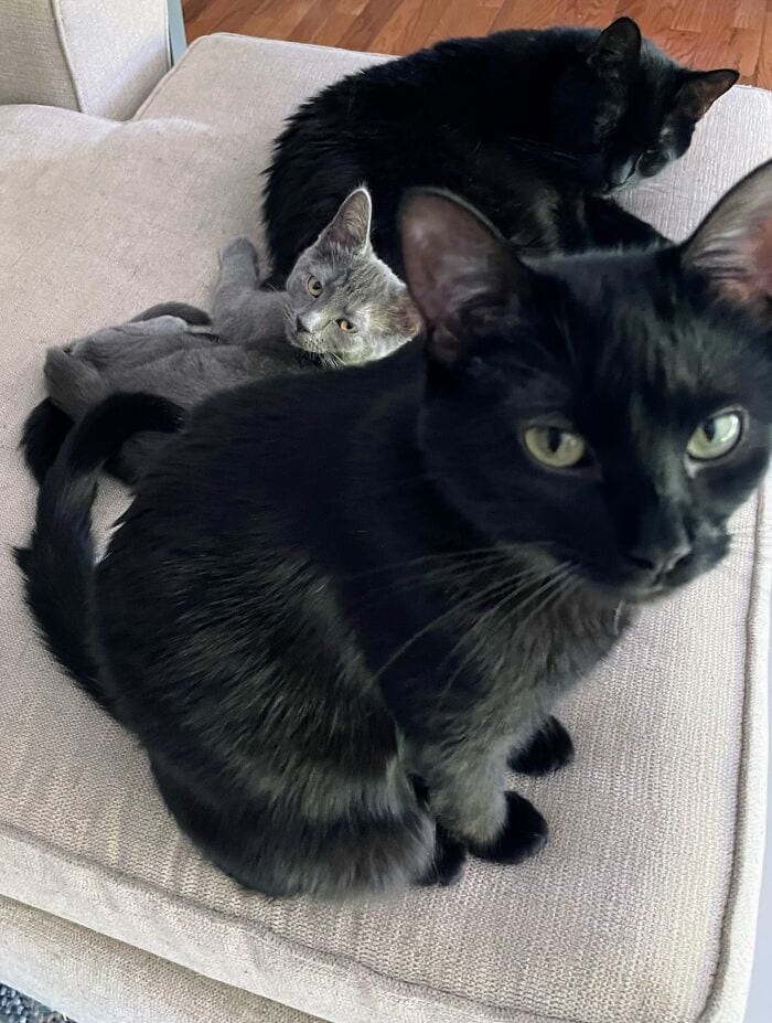 30 SoulHealing Pics Of Rescue Pets In Their New Homes 