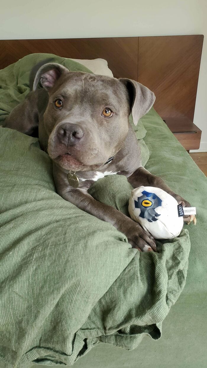 30 SoulHealing Pics Of Rescue Pets In Their New Homes 