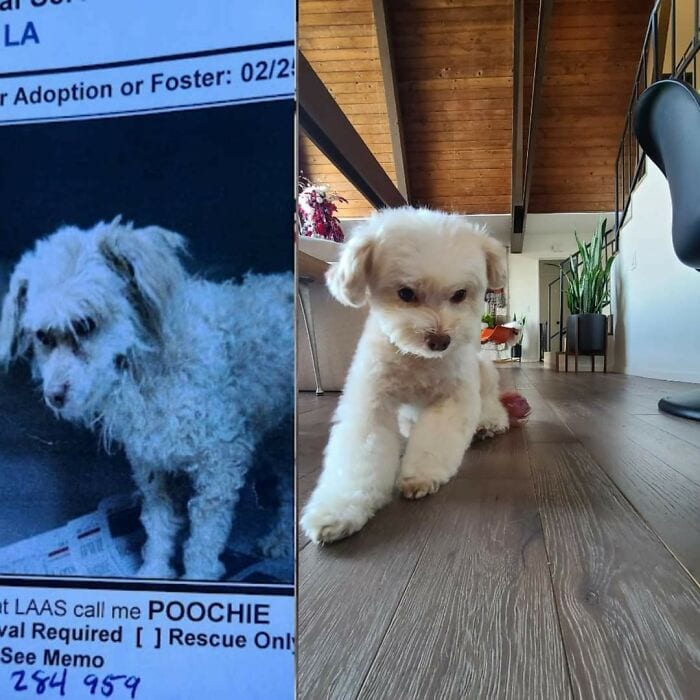 30 SoulHealing Pics Of Rescue Pets In Their New Homes 