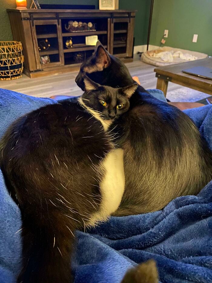 30 SoulHealing Pics Of Rescue Pets In Their New Homes 