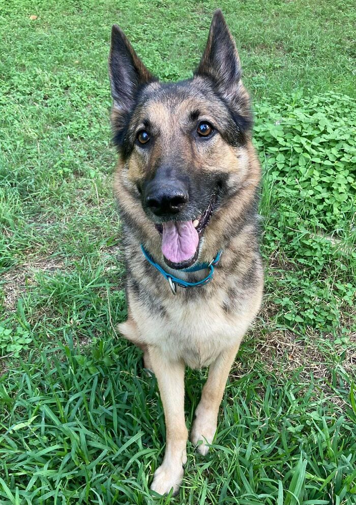 30 SoulHealing Pics Of Rescue Pets In Their New Homes 