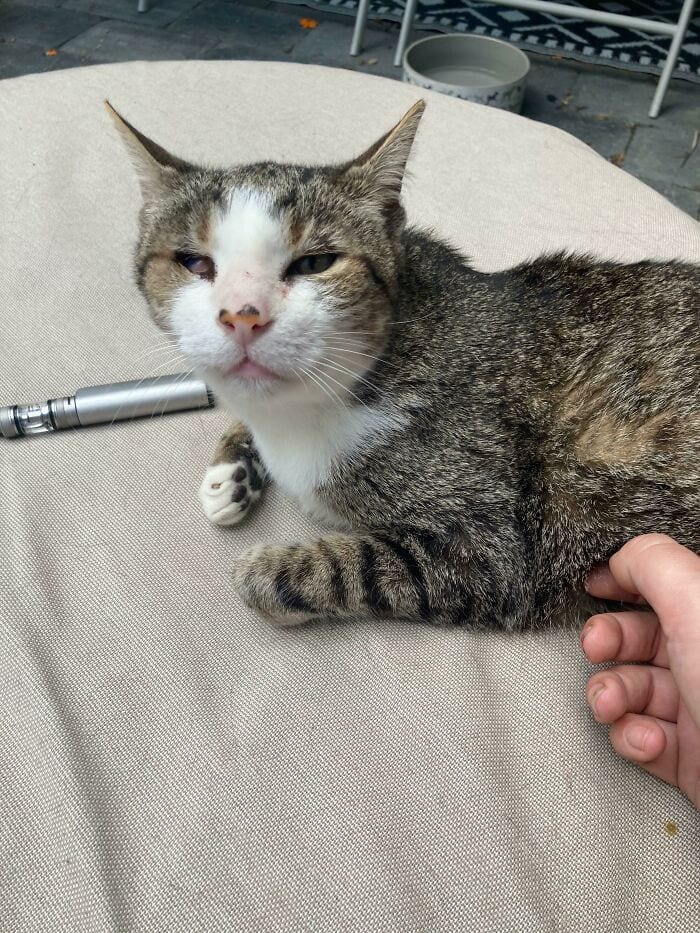 30 SoulHealing Pics Of Rescue Pets In Their New Homes 