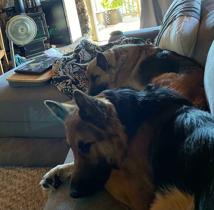 30 SoulHealing Pics Of Rescue Pets In Their New Homes 
