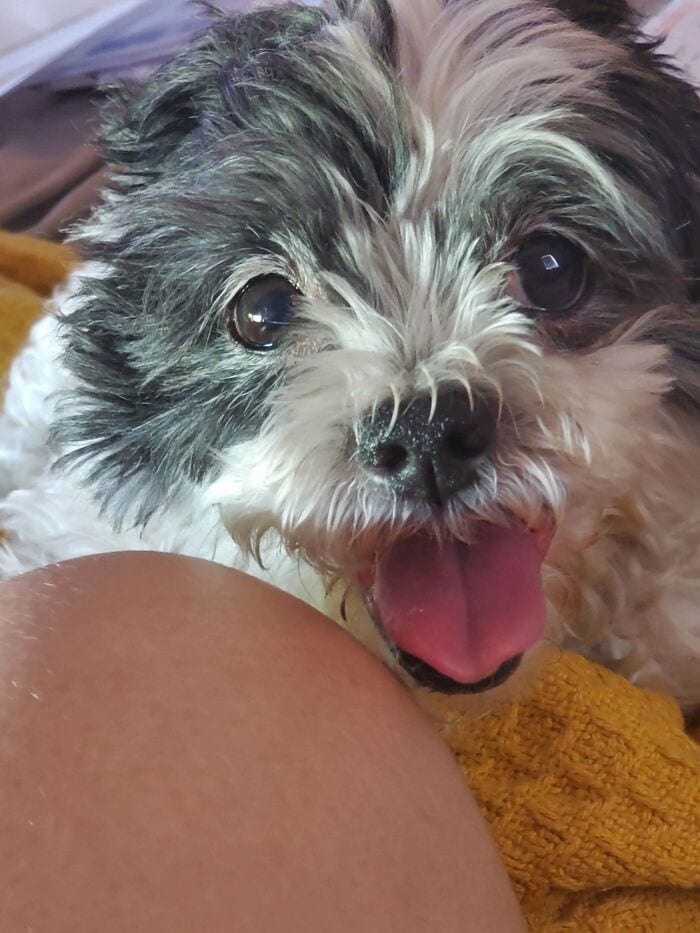 30 SoulHealing Pics Of Rescue Pets In Their New Homes 