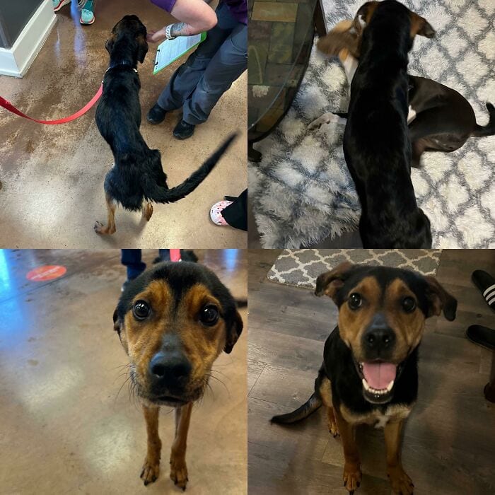 30 SoulHealing Pics Of Rescue Pets In Their New Homes 