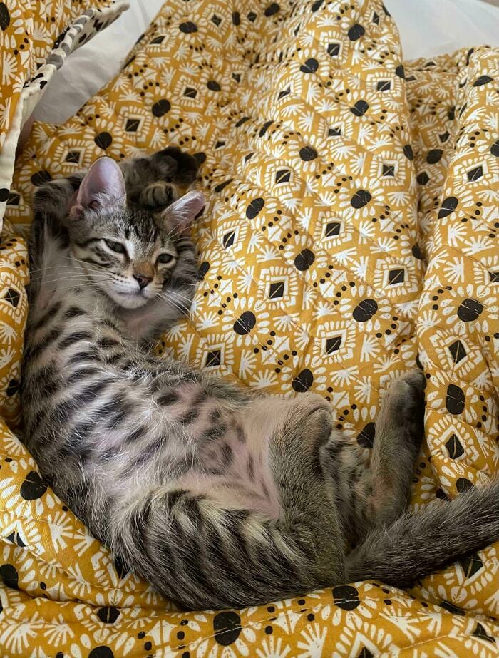 30 SoulHealing Pics Of Rescue Pets In Their New Homes 