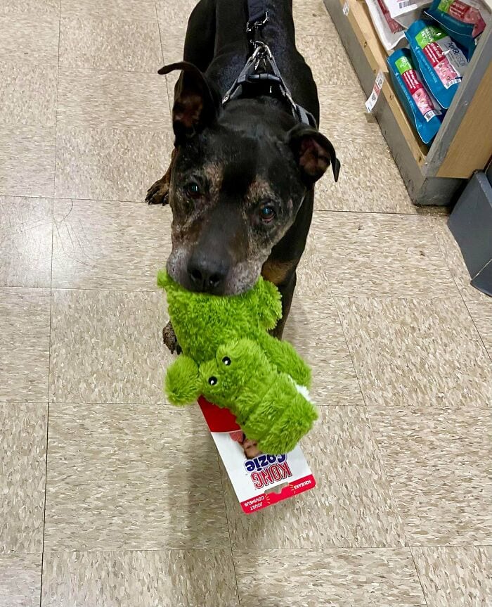 30 SoulHealing Pics Of Rescue Pets In Their New Homes 