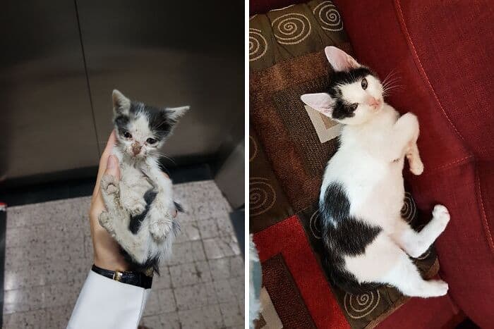 30 Abolutly Addorable Pictures Of Cats Before And After They Were Rescued