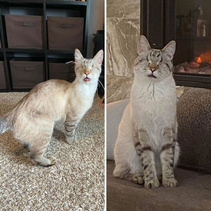 30 Abolutly Addorable Pictures Of Cats Before And After They Were Rescued