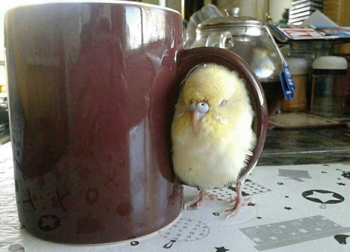 30 Absolutely Adorable ‘If I Fits, I Sits’ Animal Pics