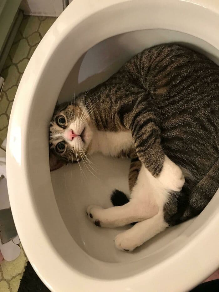 30 Absolutely Adorable ‘If I Fits, I Sits’ Animal Pics