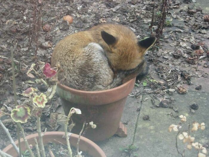 30 Absolutely Adorable ‘If I Fits, I Sits’ Animal Pics