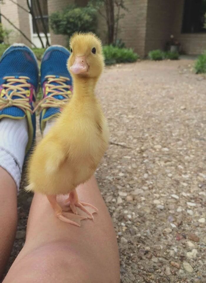 30 Heart Warming Pics That Show Why Ducks Are The Cutest