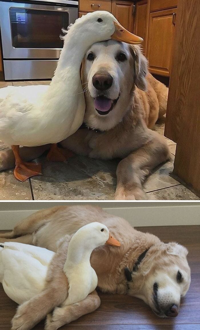 30 Heart Warming Pics That Show Why Ducks Are The Cutest