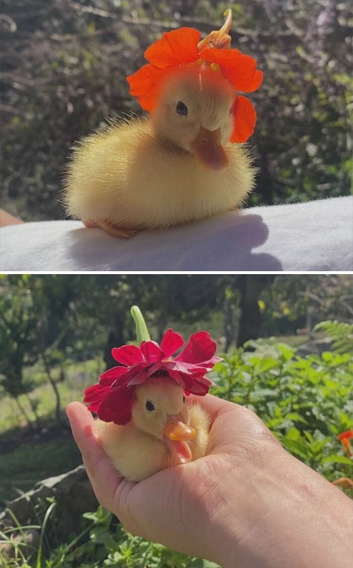 30 Heart Warming Pics That Show Why Ducks Are The Cutest