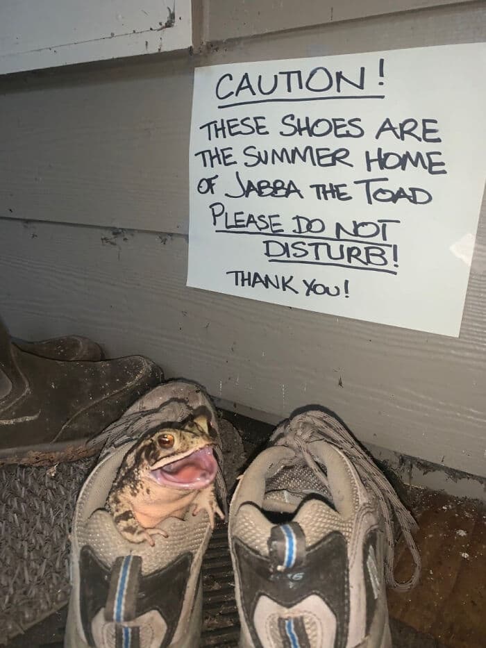 30 Absolutely Adorable ‘If I Fits, I Sits’ Animal Pics