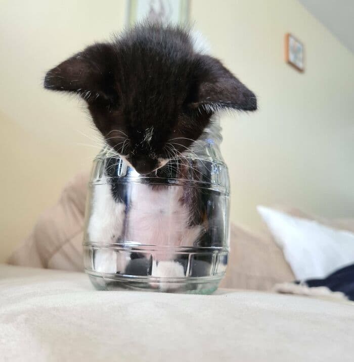 30 Absolutely Adorable ‘If I Fits, I Sits’ Animal Pics
