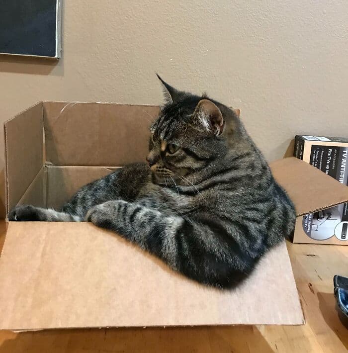 30 Absolutely Adorable ‘If I Fits, I Sits’ Animal Pics