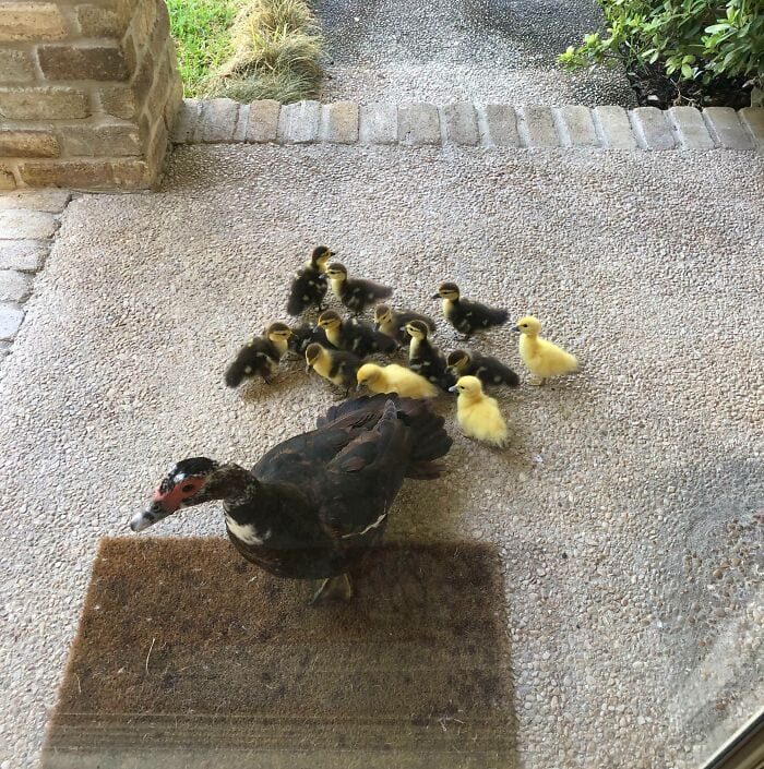 30 Heart Warming Pics That Show Why Ducks Are The Cutest