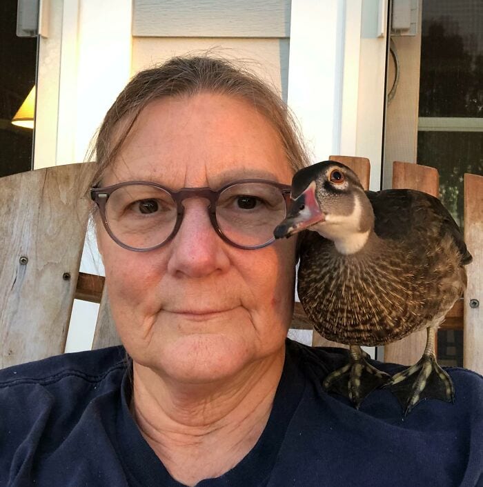 30 Heart Warming Pics That Show Why Ducks Are The Cutest