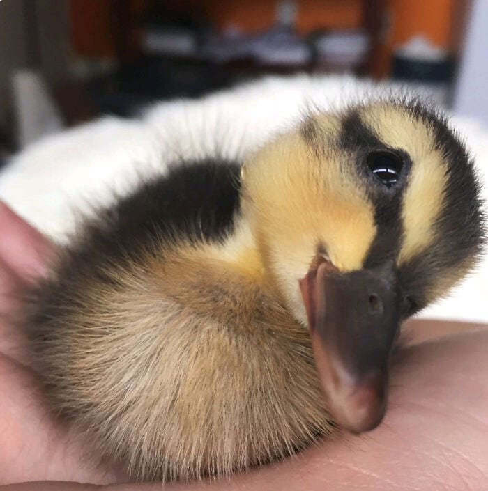 30 Heart Warming Pics That Show Why Ducks Are The Cutest