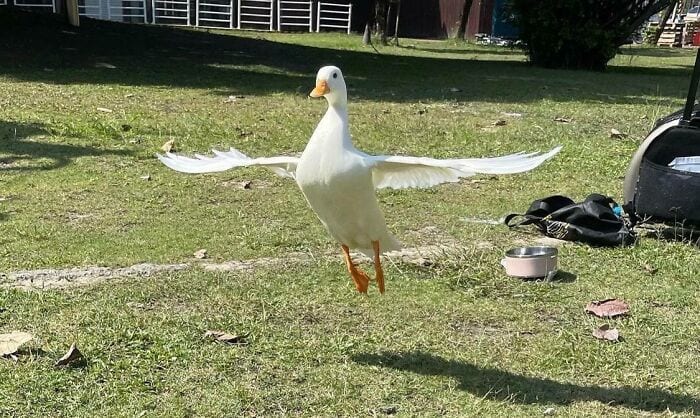 30 Heart Warming Pics That Show Why Ducks Are The Cutest