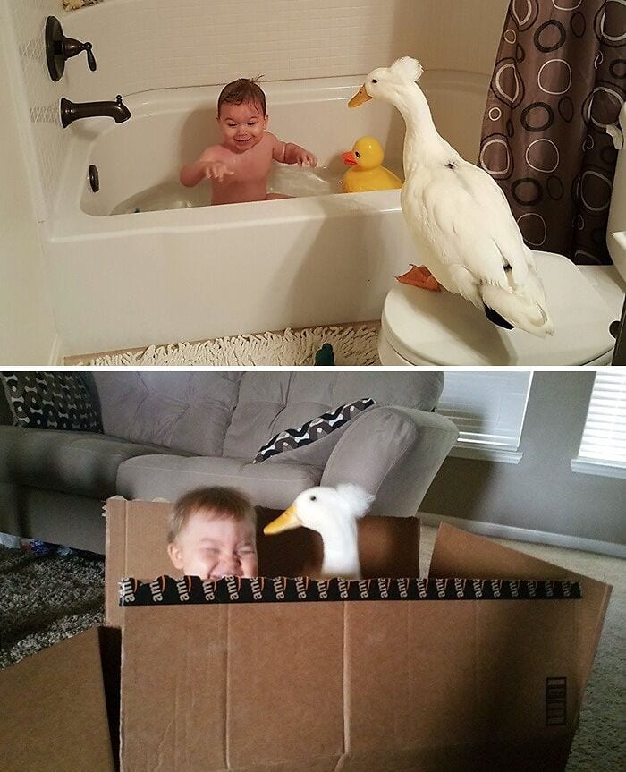 30 Heart Warming Pics That Show Why Ducks Are The Cutest