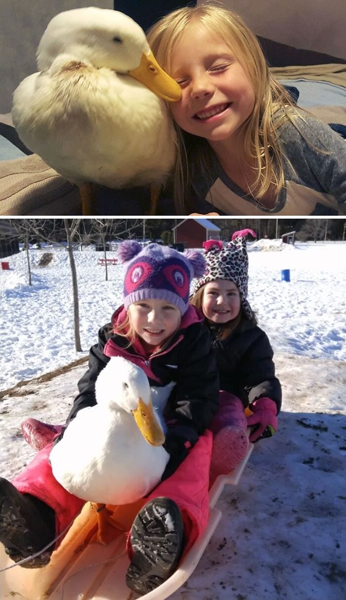 30 Heart Warming Pics That Show Why Ducks Are The Cutest