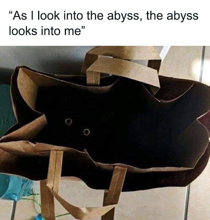 30 Extremely Wholesome Animal Memes That Are So Cute !