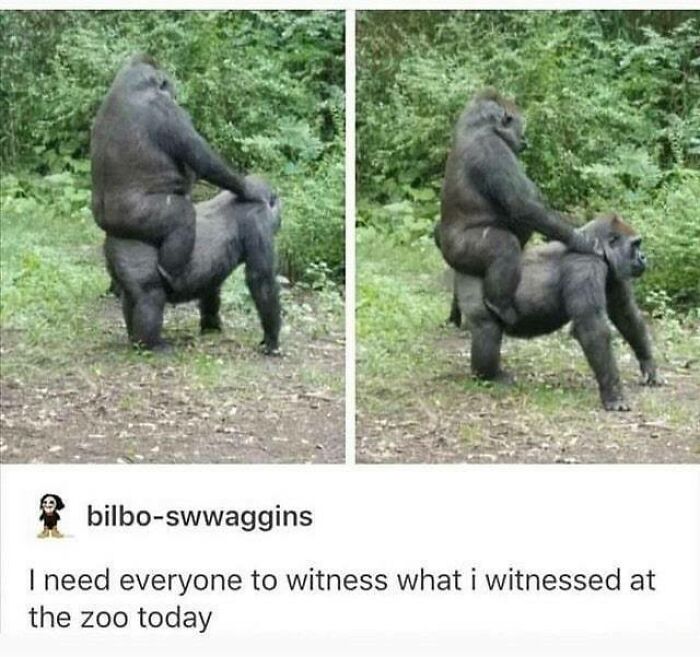 30 Extremely Wholesome Animal Memes That Are So Cute !