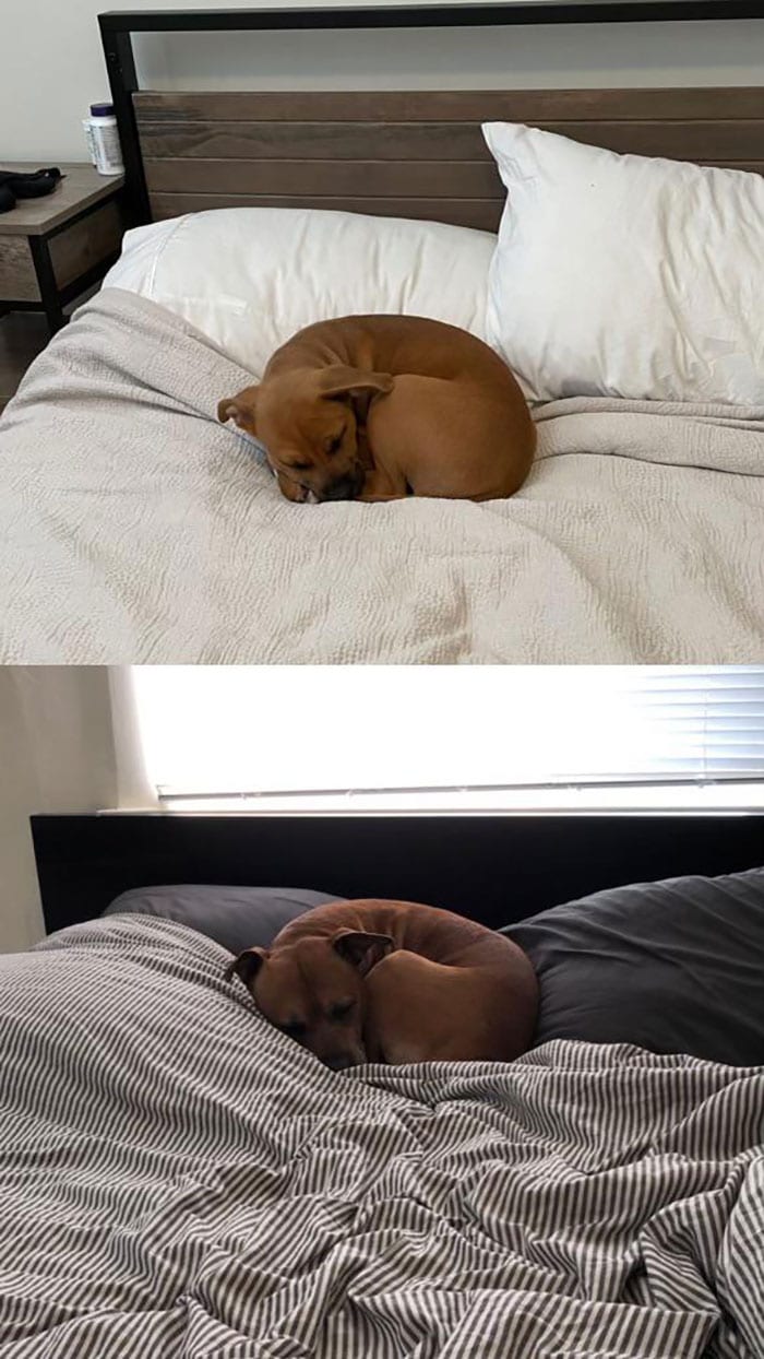 30 Heartwarming Photos Of Rescue Pets Thriving In Their Forever Homes