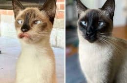 30 Abolutly Addorable Pictures Of Cats Before And After They Were Rescued