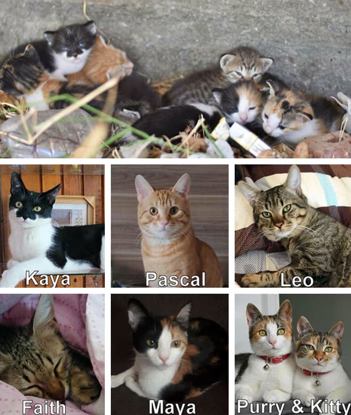 30 Abolutly Addorable Pictures Of Cats Before And After They Were Rescued