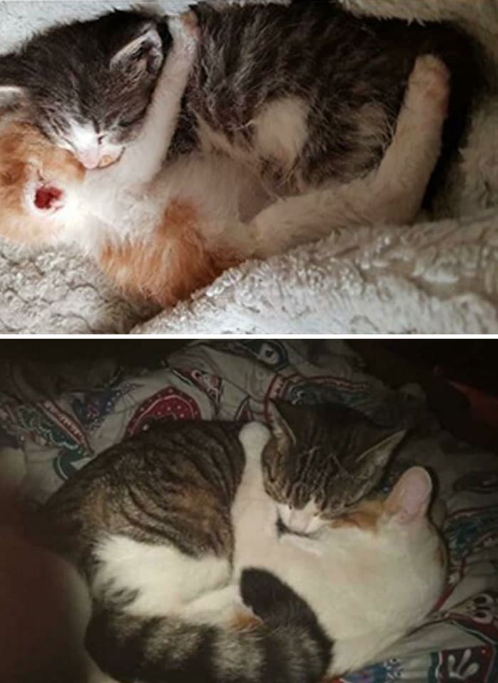 30 Abolutly Addorable Pictures Of Cats Before And After They Were Rescued