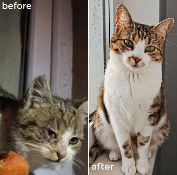 30 Abolutly Addorable Pictures Of Cats Before And After They Were Rescued