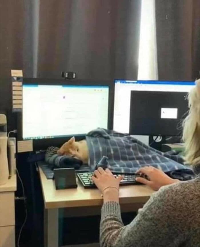 30 Nonsense Pics Of Cats That Weirdly Make Sense
