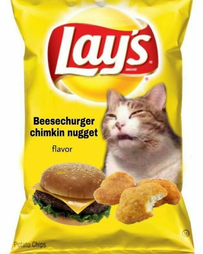 30 Nonsense Pics Of Cats That Weirdly Make Sense