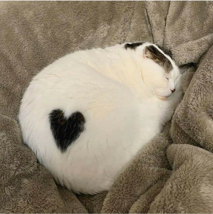 30 Nonsense Pics Of Cats That Weirdly Make Sense