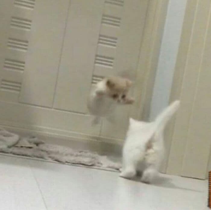 30 Nonsense Pics Of Cats That Weirdly Make Sense