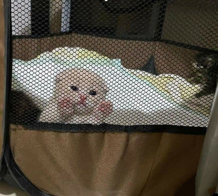 30 Nonsense Pics Of Cats That Weirdly Make Sense
