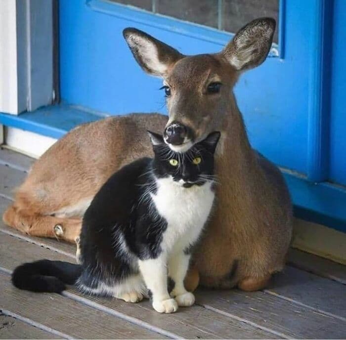 30 Nonsense Pics Of Cats That Weirdly Make Sense