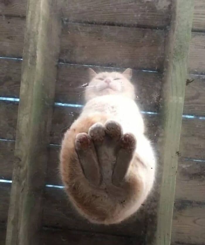 30 Nonsense Pics Of Cats That Weirdly Make Sense