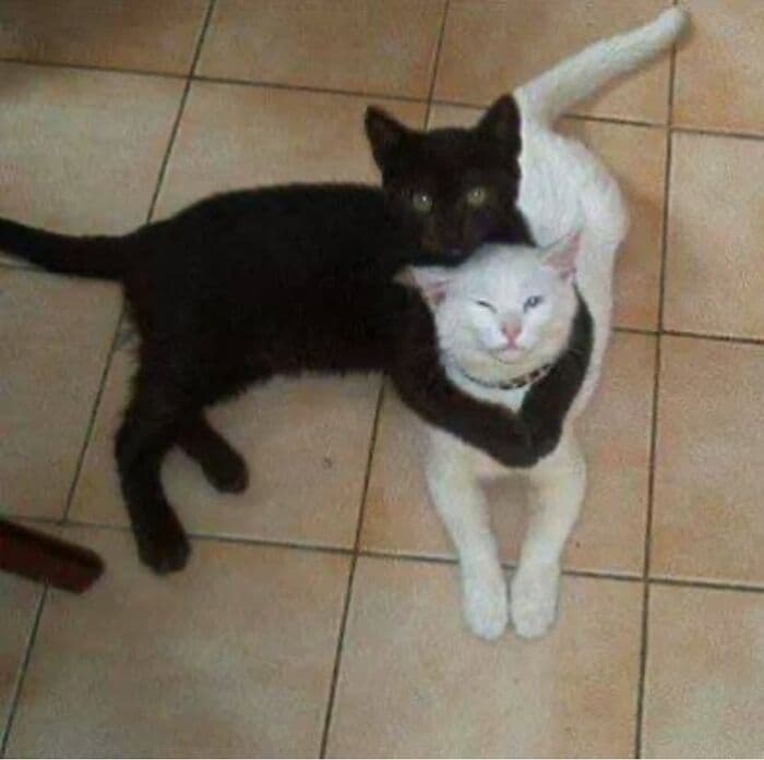 30 Nonsense Pics Of Cats That Weirdly Make Sense