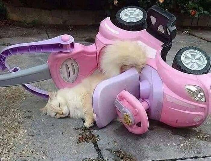 30 Nonsense Pics Of Cats That Weirdly Make Sense