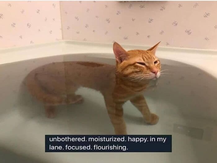 30 Nonsense Pics Of Cats That Weirdly Make Sense